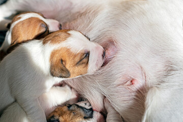 blind cute newborn Jack Russell Terrier puppy wets his mother's nipple