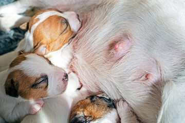 blind cute newborn Jack Russell Terrier puppy wets his mother's nipple