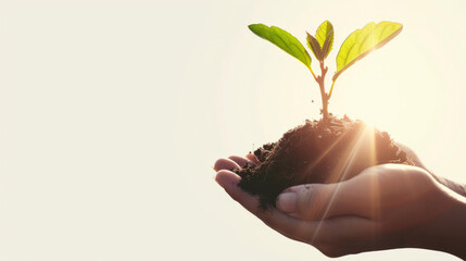 Woman hand holding soil and young sprout plant on bright background with copy space