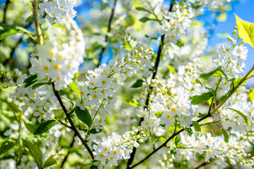 Bird cherry branches in the garden in spring
