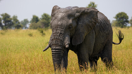 Fototapeta na wymiar an African elephant bull on the move