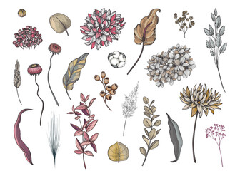 Vector collection of dried flowers, leaves and branches. hydrangea, palm leaves, eucalyptus and other plants.