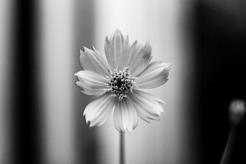 black and white The garden has many types of flowers.The beautiful of Sulfur Cosmos or Yellow...