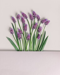 Spring flowery minimal flat lay Muscari flowers. Purple blooming florets on beige background, copy space. Beautiful spring flower grape hyacinth close-up, delicate blooms bouquet, aesthetic