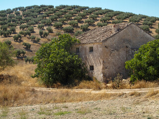 Fototapeta premium Landscape with an abandoned house in the middle of an olive grove in the province of Granada. Andalusia, Spain.