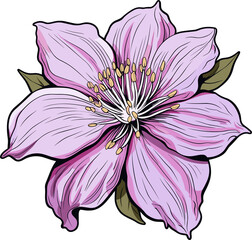 Clematis flower clipart design illustration