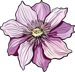Clematis flower clipart design illustration