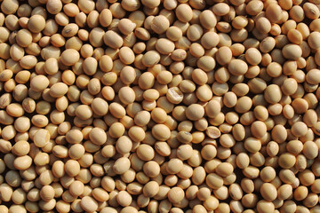Top view of Soybean seeds