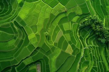 Zelfklevend Fotobehang Bird's-eye view of rice fields, dreamlike landscape of rice cultivation, lush Asian fields and plantations. Generative AI © STOCKAI