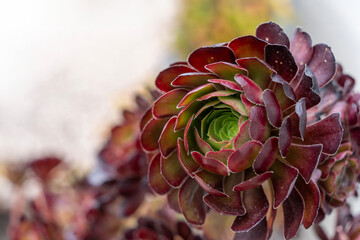 Closeup of a tree aeonium