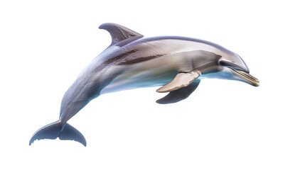 beautiful dolphin fish isolated on transparent background