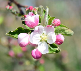 Pink and white apple blossoms bloom on the tree in South Tyrol in spring