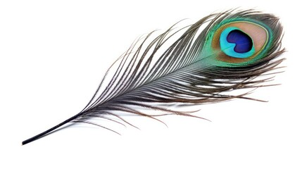 peacock feather isolated on white background