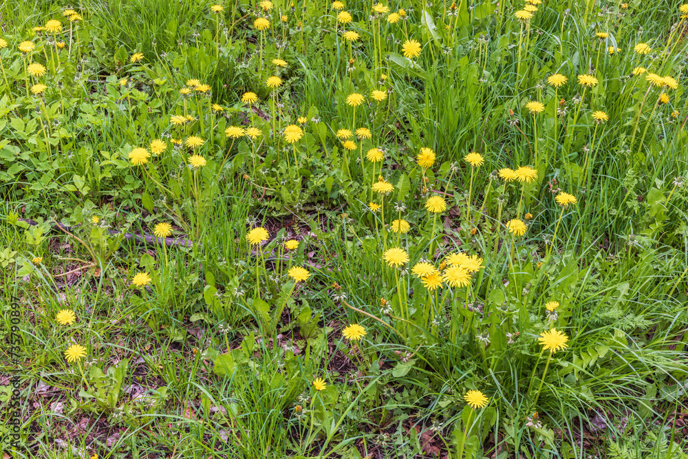 Wall mural Dandelion flowers on a meadow in spring