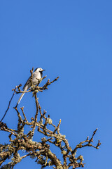 White wagtail on a tree top