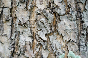 Close up of dry tree bark texture background concept.