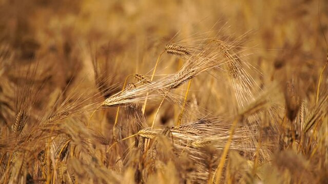 Ripe wheat ears swaying in wind in agricultural field. Pre-harvest. Depicting grain crop growth. Illustrating agricultural crop development.