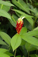 Indian head ginger, Costus speciosus