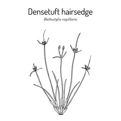 Densetuft hairsedge or threadleaf beakseed (Bulbostylis capillaris), medicinal plant