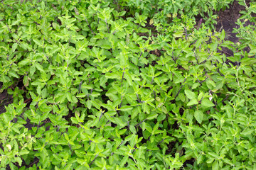 Holy basil in the garden