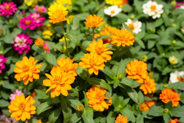 Zinnia flower in the garden