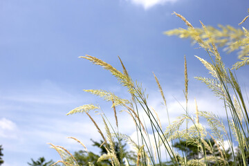 Grass flowers with blue sky