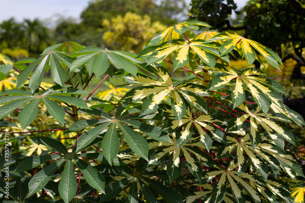 Canvas Prints Cassava plant (Manihot esculenta). Green and yellow leaves