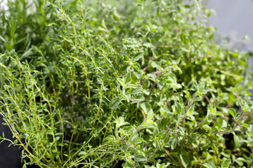 Fresh herbs in the garden