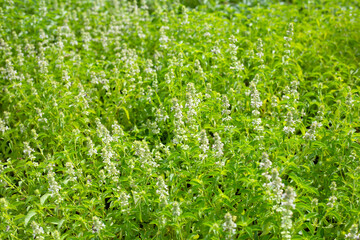 Lemon basil, Hoary basil, Hairy basil