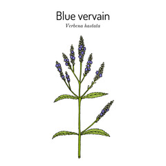 Blue vervain (Verbena hastata), medicinal plant