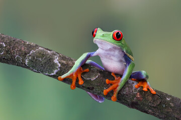 Red-eyed tree frog closeup on branch, red-eyed tree frog (Agalychnis callidryas) closeup