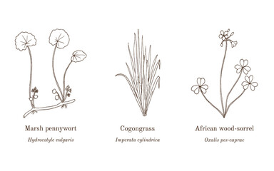 Collection of edible and medicinal plants