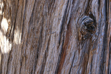 Close-up of sequoia trunk, wood background, texture.