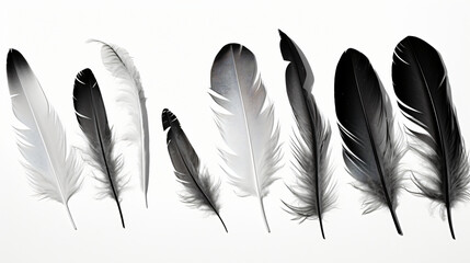 A black and white photo of a bunch of feathers. - obrazy, fototapety, plakaty