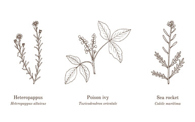 Collection of edible and medicinal plants