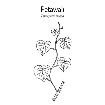 Petawali (Tinospora crispa), medicinal plant