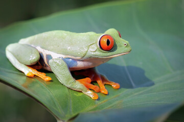 Red-eyed tree frog sitting on green leaves, red-eyed tree frog (Agalychnis callidryas) closeup