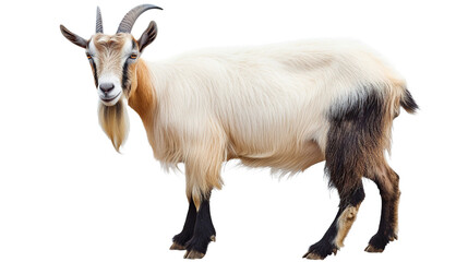 male goat isolated on transparent background
