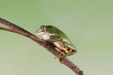 Phyllomedusa hypochondrialis climbing on branch, Northern orange-legged leaf frog or tiger-legged monkey frog closeup, Male tiger-legged monkey frog  