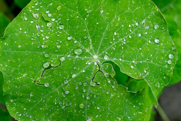 Raindrops on green leaves in winter