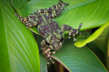 Theloderma corticale (Vietnamese mossy frog) camouflage on leaves, moss tree frog camouflage on...