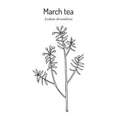 Marsh tea (Ledum decumbens), medicinal and honey plant