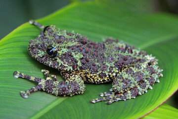 Theloderma corticale (Vietnamese mossy frog) camouflage on leaves, moss tree frog camouflage on...