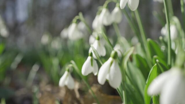 White snowdrops in the early spring in the forest. Beautiful footage of galanthus commonly known as snowdrop. HLG BT.2020