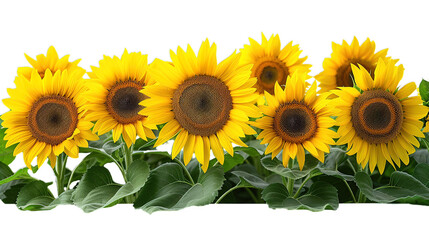 sunflower field isolated on transparent background, element remove background, element for design
