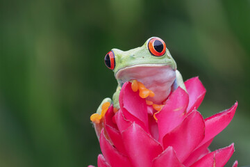 Red-eyed tree frog sitting on flower, Red-eyed tree frog closeup on leaves, Red-eyed tree frog (Agalychnis callidryas) looks over leaf edge