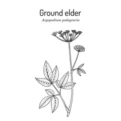 Ground elder (Aegopodium podagraria), edible and medicinal plant. Hand drawn botanical vector illustration.