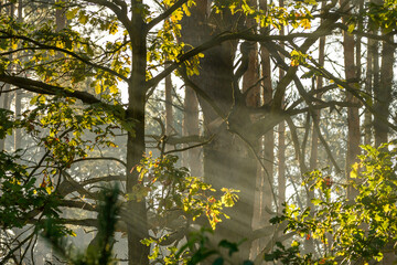 Mgła w gęstym lesie rozświetlona przez promienie słońca  - obrazy, fototapety, plakaty