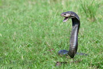 Naja sputatrix defensive positionon on the green grass, Javanese cobra snake closeup in a defensive position, Naja sputatrix spits out its venom in a defensive position