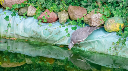 Gołąb pije w upalny dzień wodę z oczka wodnego w ogródku